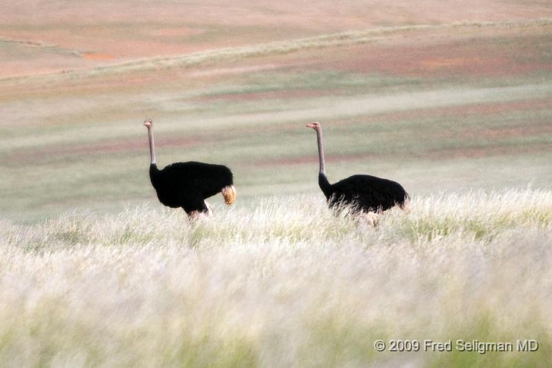 20090607_102221 D300 X1.jpg - This sighting was in Northern Namibia near the Angolan border.  Ostrich frequently are solitary or seen in pairs